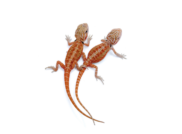 Агама бородатая Hypo Translucent het witblits