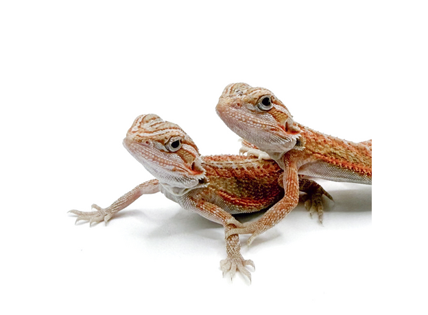 Агама бородатая Hypo Translucent het witblits