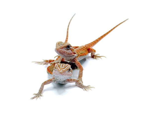 Агама бородатая Hypo Translucent het witblits