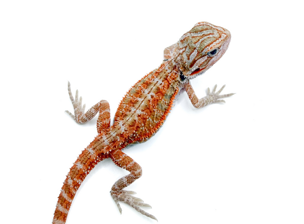 Агама бородатая Hypo Translucent het witblits