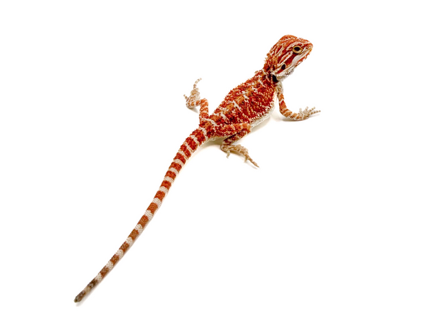 Агама бородатая white / 50% red