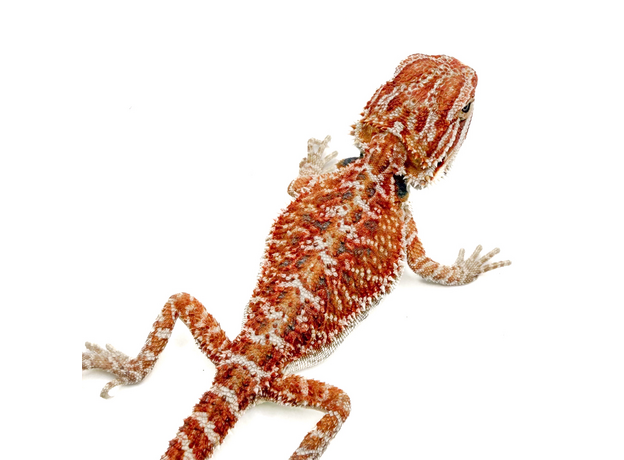 Агама бородатая white / 50% red