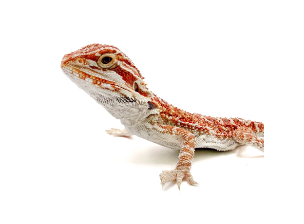 Агама бородатая white / 50% red
