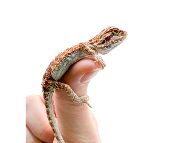 Агама бородатая white red / het witblits