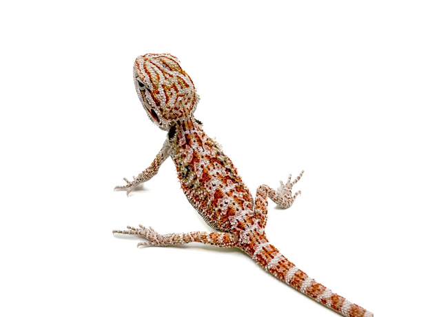 Агама бородатая white red / het witblits