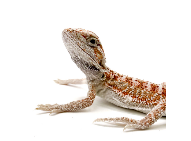 Агама бородатая white red / het witblits