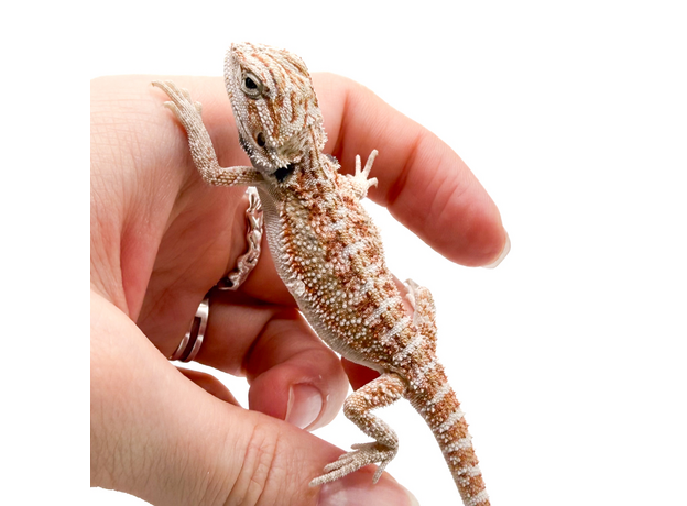 Агама бородатая white red / het witblits