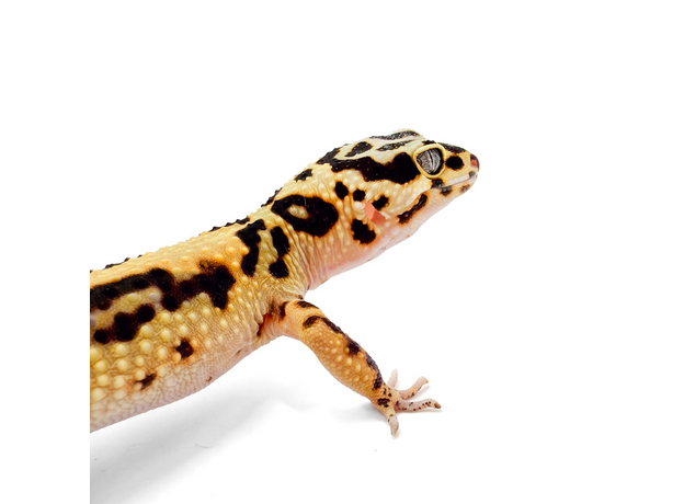 Эублефар пятнистый Bandit L