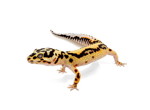 Эублефар пятнистый Bandit L