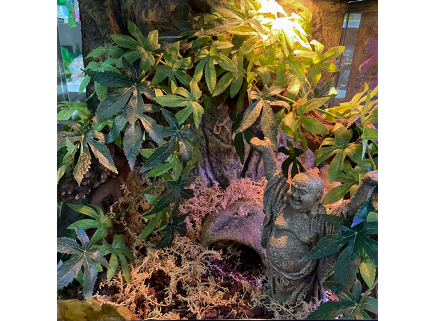 Террариумный комплект "Дары Будды" Террариумный комплект "Дары Будды"