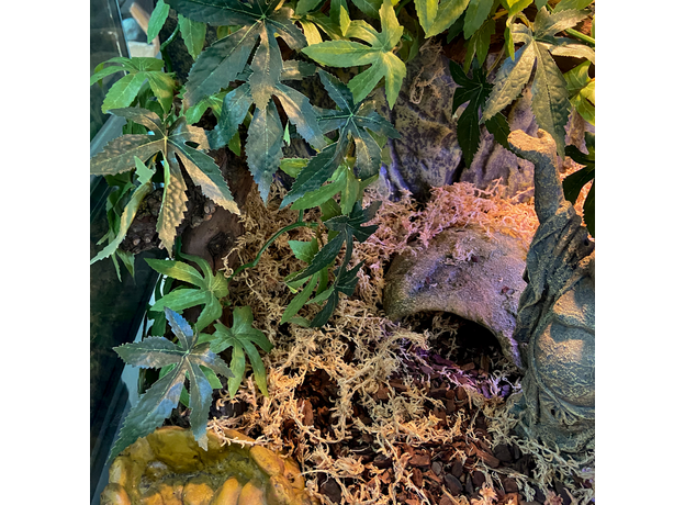 Террариумный комплект "Дары Будды" Террариумный комплект "Дары Будды"