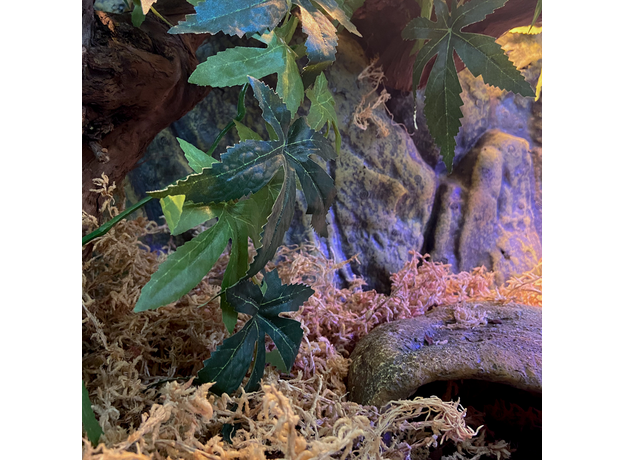 Террариумный комплект "Дары Будды" Террариумный комплект "Дары Будды"