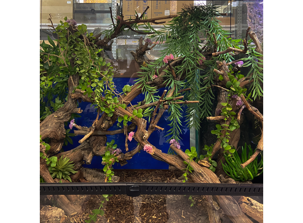 Террариумный комплект "Изгибы Мадагаскара" Террариумный комплект "Изгибы Мадагаскара"