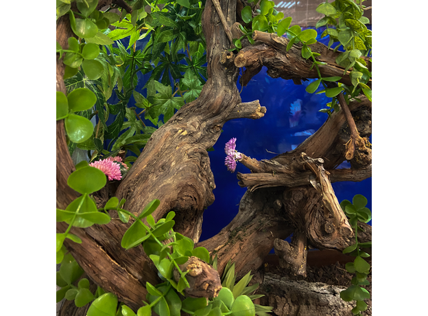 Террариумный комплект "Изгибы Мадагаскара" Террариумный комплект "Изгибы Мадагаскара"