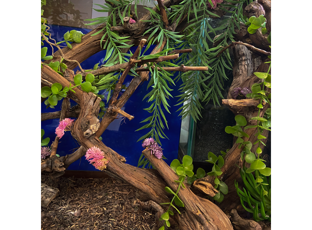 Террариумный комплект "Изгибы Мадагаскара" Террариумный комплект "Изгибы Мадагаскара"