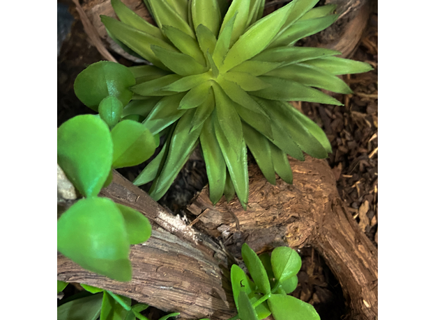 Террариумный комплект "Изгибы Мадагаскара" Террариумный комплект "Изгибы Мадагаскара"