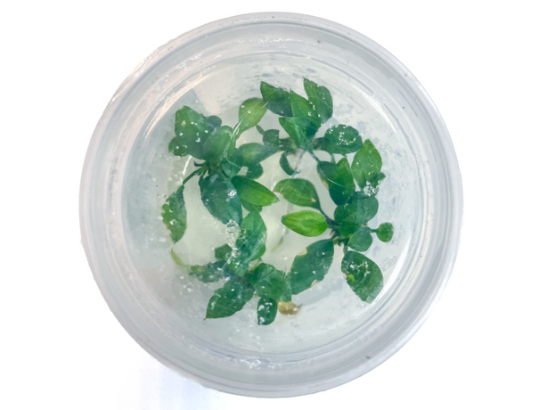 Анубиас хастифолия (меристема) (Anubias hastifolia)