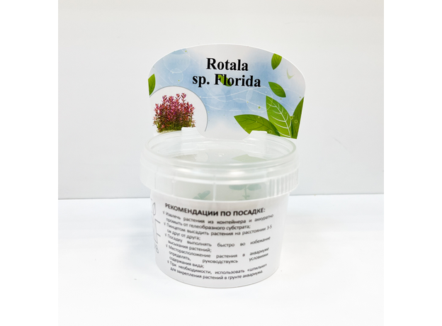 Ротала Флорида (Rotala ramosior Florida) (меристема)