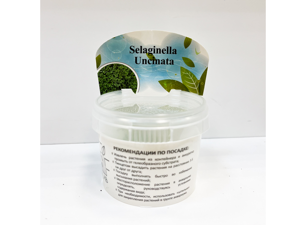 Селагинелла Унцината (меристема) (Selaginella Uncinatai)