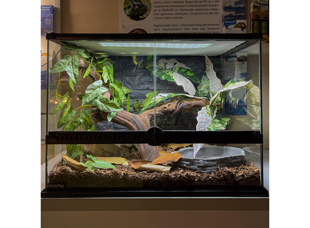 Террариумный комплект "Махарани"