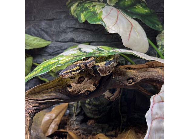 Террариумный комплект "Махарани"