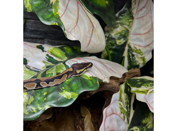 Террариумный комплект "Махарани"