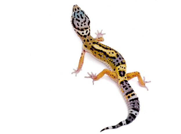 Эублефар пятнистый Cr BN сr blood L