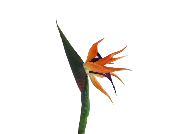 Стрелиция цветущая искусственная