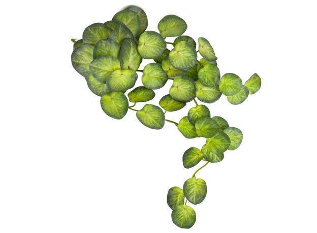 Пеперомия искусственная ампельная, 70 см