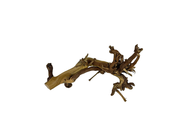 Лоза тигровая, 30 см