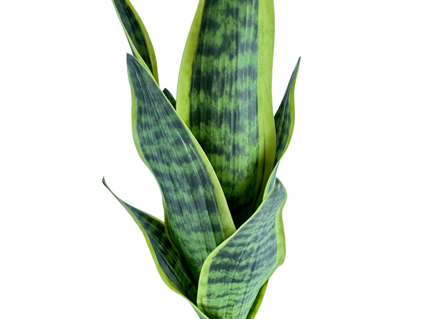 Сансевиерия искусственная куст 40 см