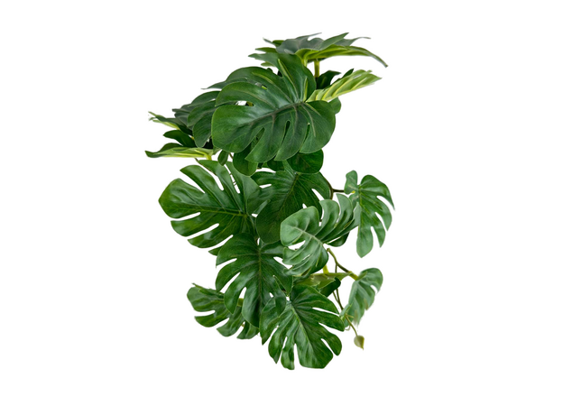 Растения для террариума куст ампельный, 30 см