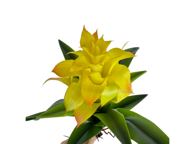 Гузмания искусственная желтая, 25 см