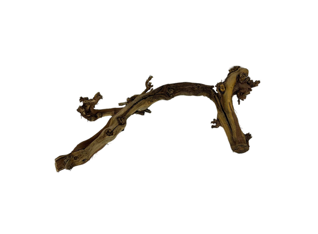 Лоза тигровая, 60 см