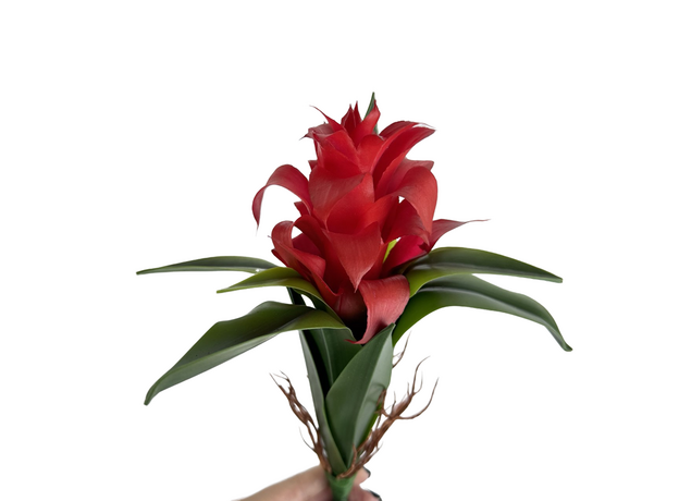 Гузмания искусственная красная, 25 см