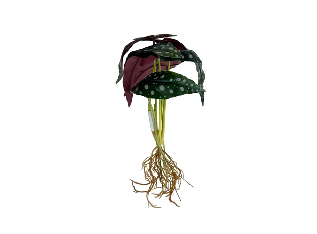 Бегония куст 25 см