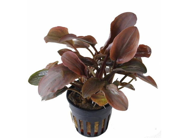 Лагенандра Меебольда красная (с грузом) (Lagenandra meeboldii)