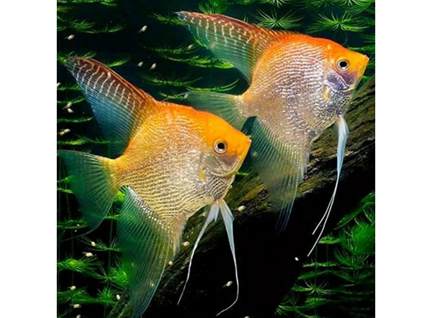 Скалярия золотая даймонд (Pterophyllum scalare)