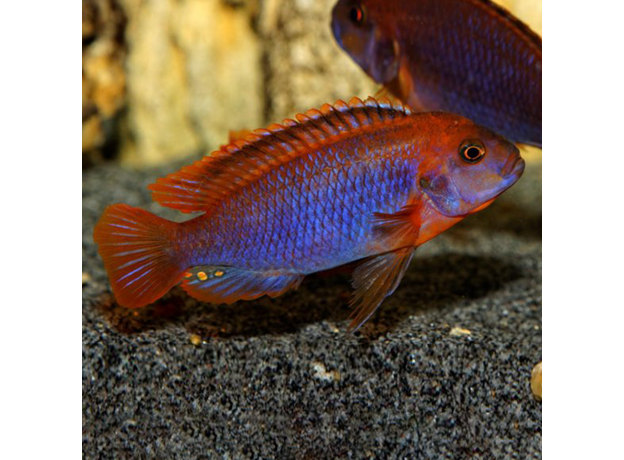 Йодотрофеус Шпренгера (Jodotropheus sprengerae) Йодотрофеус Шпренгера (Jodotropheus sprengerae)