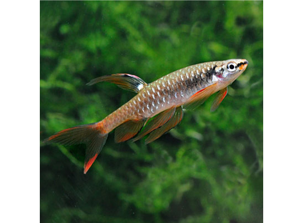 Копелла Арнольда (Copella arnoldi)