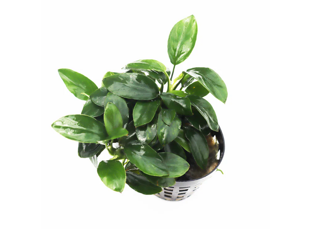 Анубиас нана petite