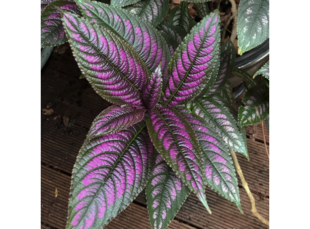 Стробилантес  (Strobilanthes dyeriana) Стробилантес  (Strobilanthes dyeriana)