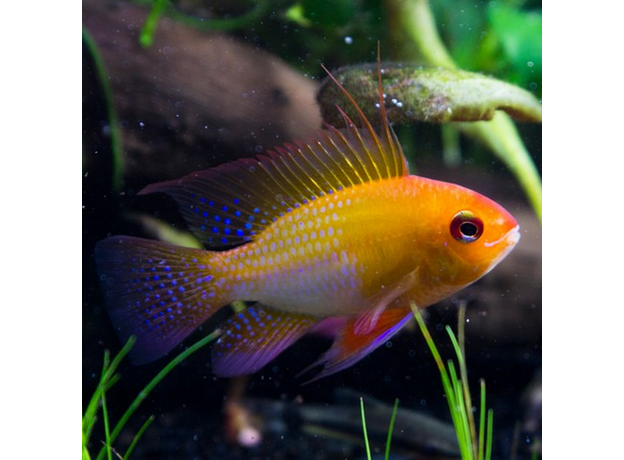 Апистограмма рамирези баллон золотая XL (Mikrogeophagus ramirezi)