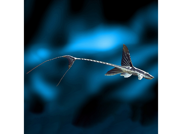 Стурисома панамская XL (Sturisomatichthys panamense)