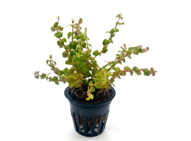 Аммания Бонсай (в горшке) (Ammania Bonsai) Аммания Бонсай (в горшке) (Ammania Bonsai)