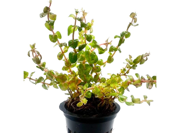 Аммания Бонсай (в горшке) (Ammania Bonsai) Аммания Бонсай (в горшке) (Ammania Bonsai)