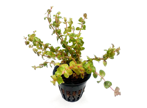 Аммания Бонсай (в горшке) (Ammania Bonsai) Аммания Бонсай (в горшке) (Ammania Bonsai)