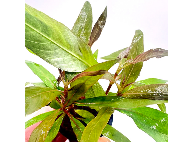 Гигрофила сиамская (в горшке) (Hygrophila corymbosa Siamensis) Гигрофила сиамская (в горшке) (Hygrophila corymbosa Siamensis)