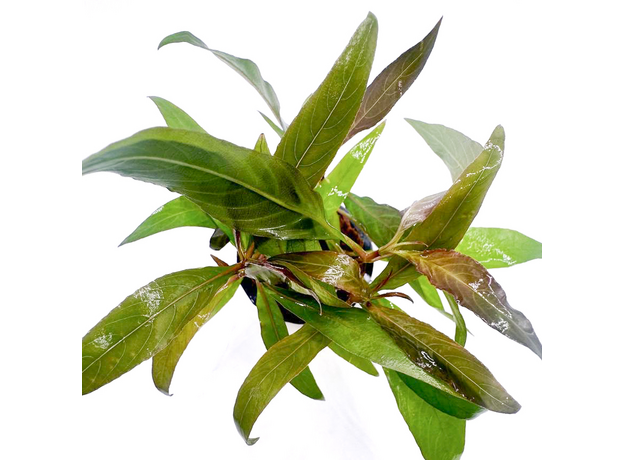 Гигрофила сиамская (в горшке) (Hygrophila corymbosa Siamensis) Гигрофила сиамская (в горшке) (Hygrophila corymbosa Siamensis)