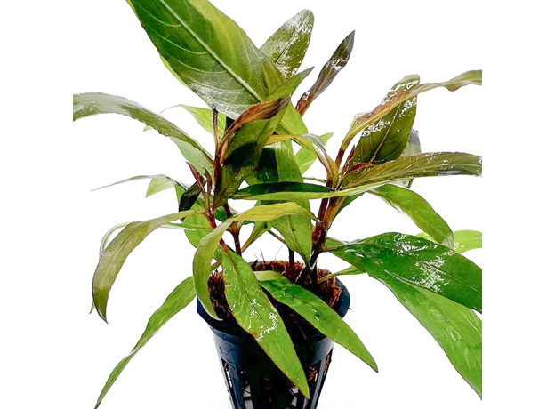 Гигрофила сиамская (в горшке) (Hygrophila corymbosa Siamensis) Гигрофила сиамская (в горшке) (Hygrophila corymbosa Siamensis)